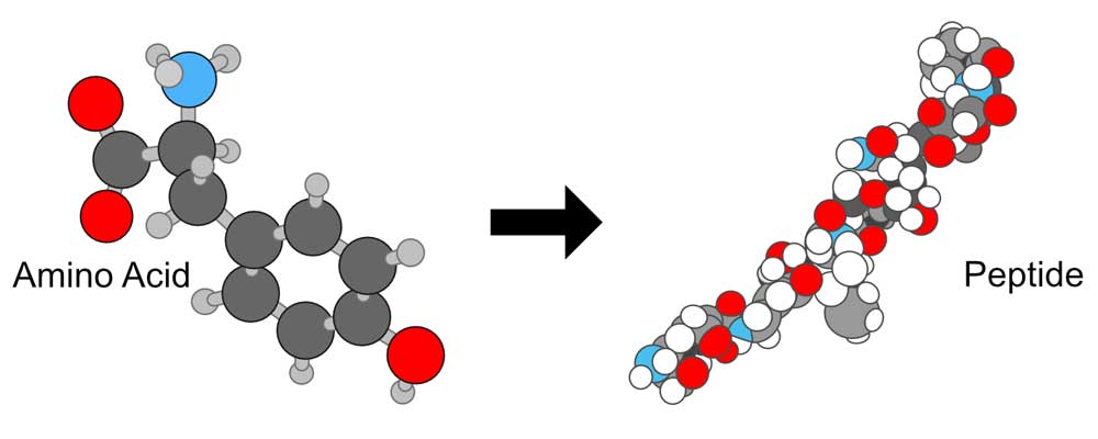 Peptide formation